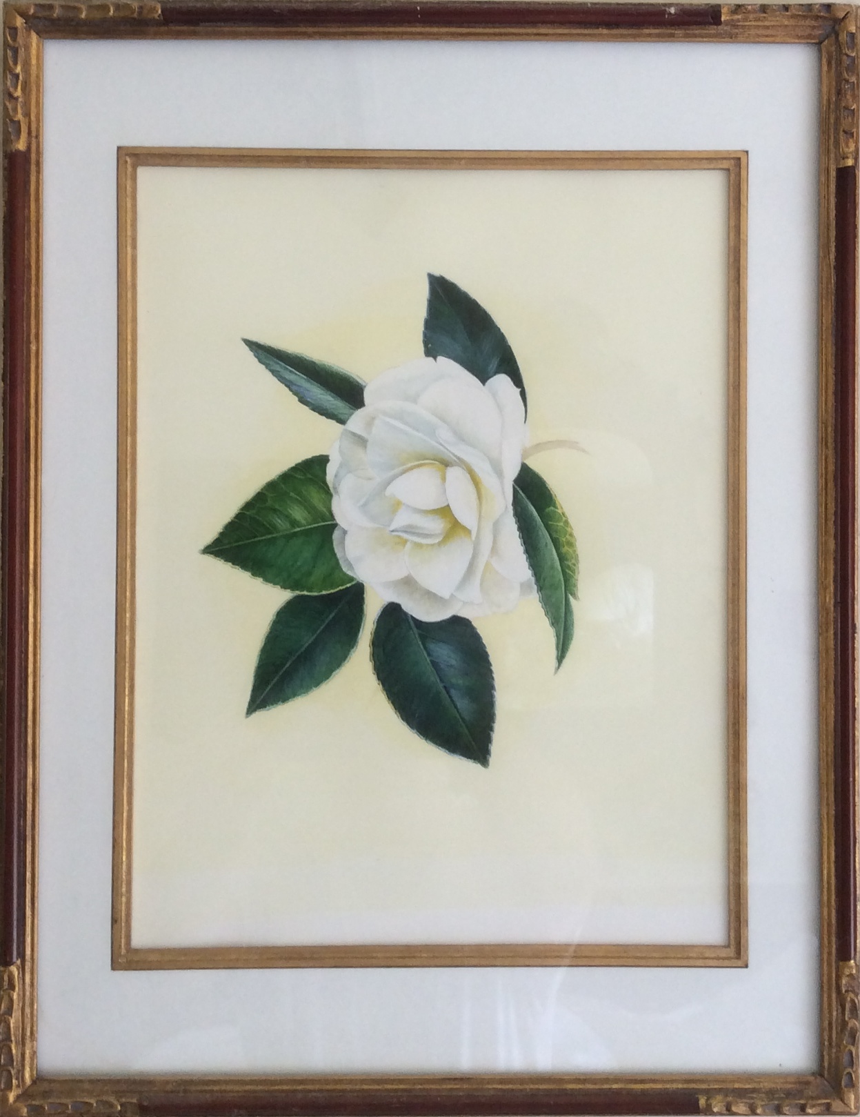 Camillia in watercolor