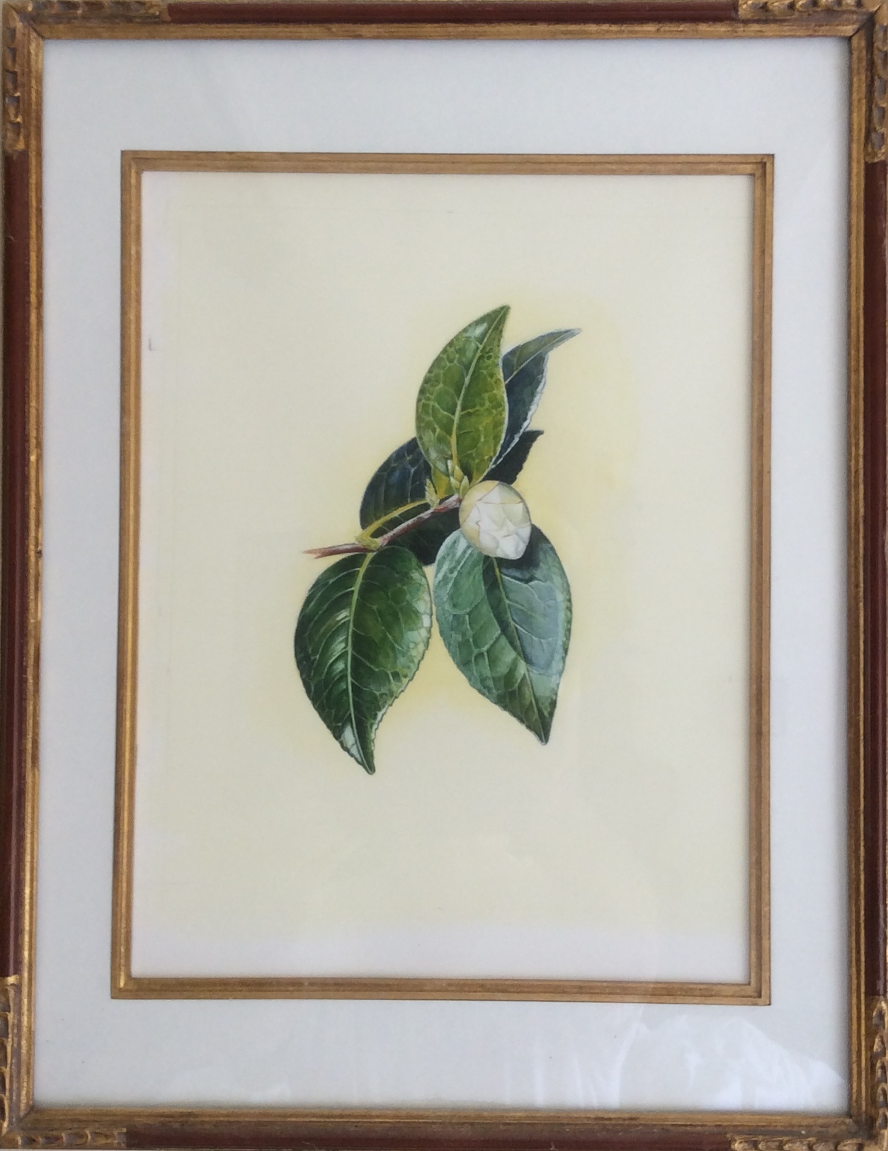 Camillia in watercolor