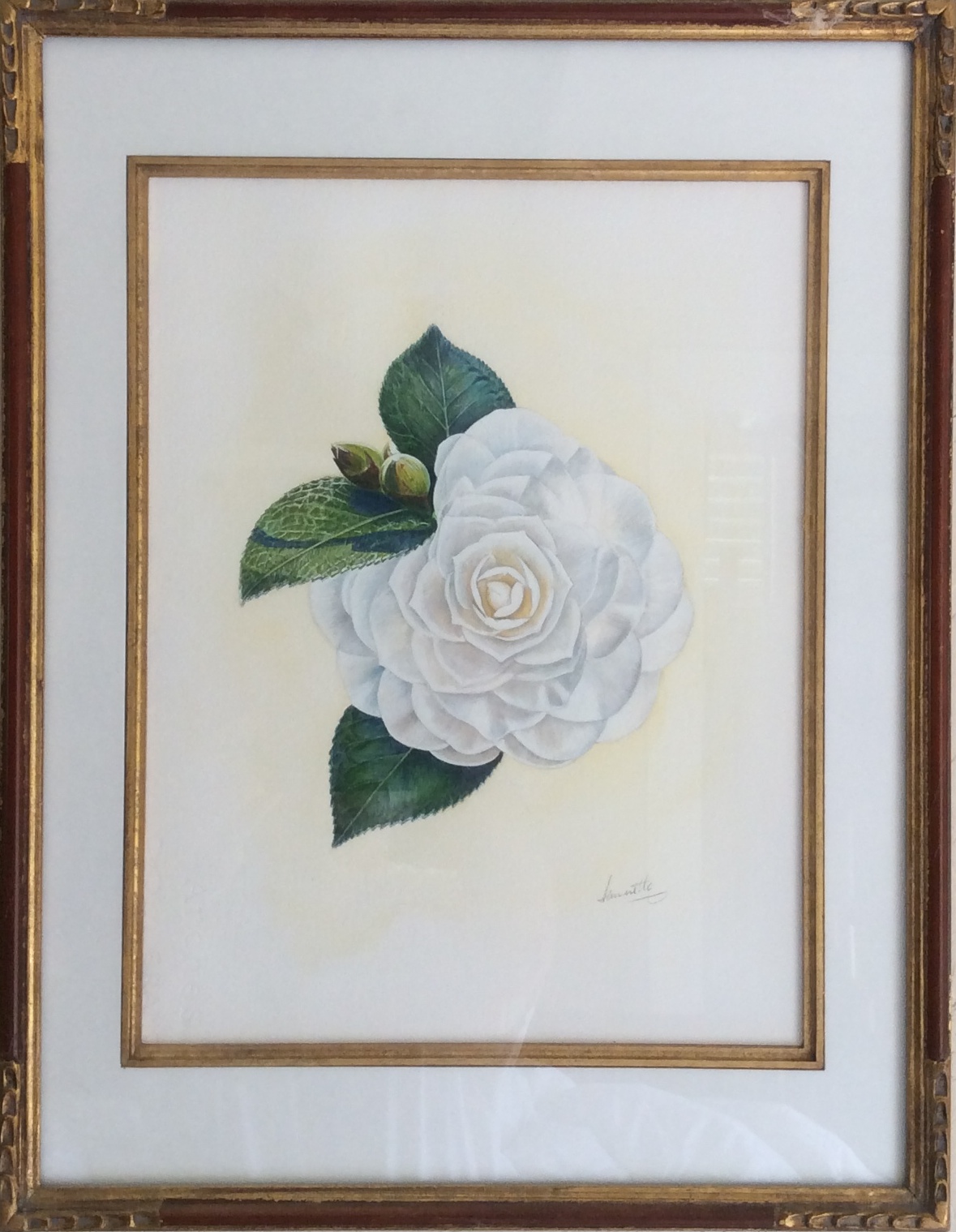 Camillia in watercolor