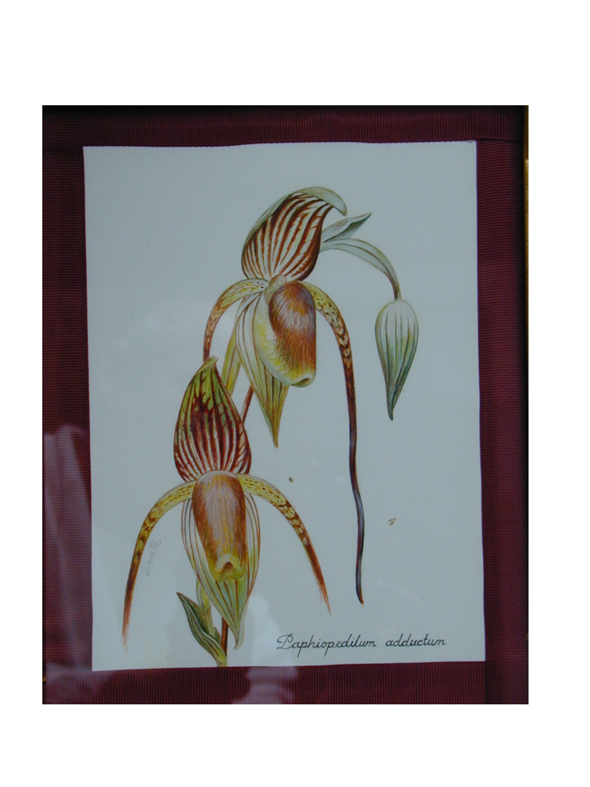 Paph. adductum