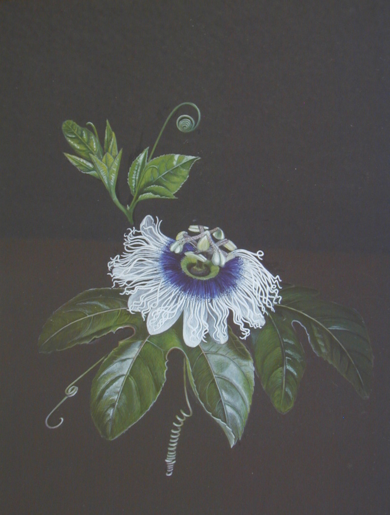 Passion Flower