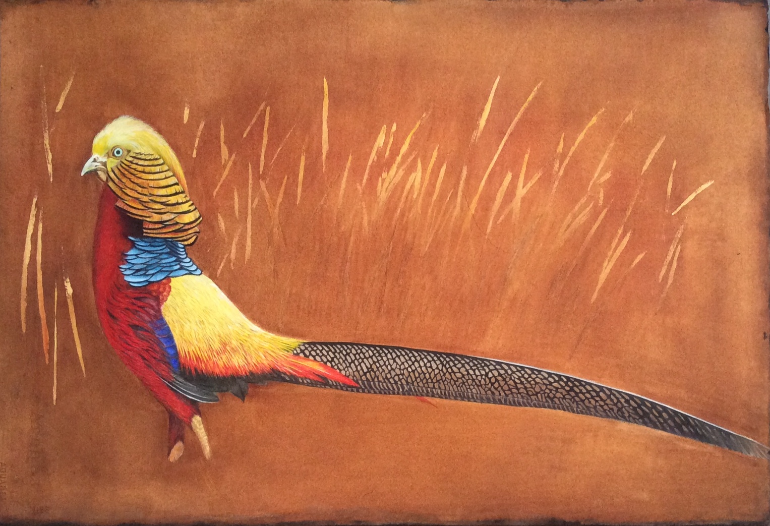 Pheasant in watercolor