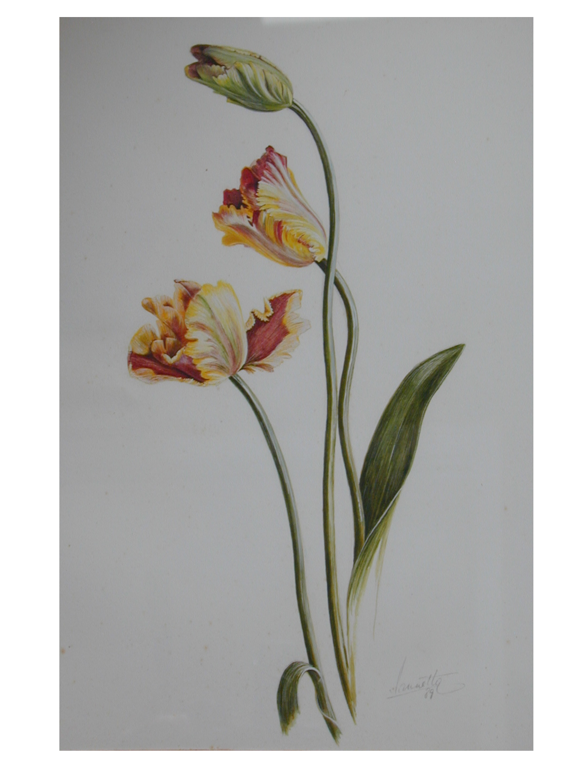 Tulip