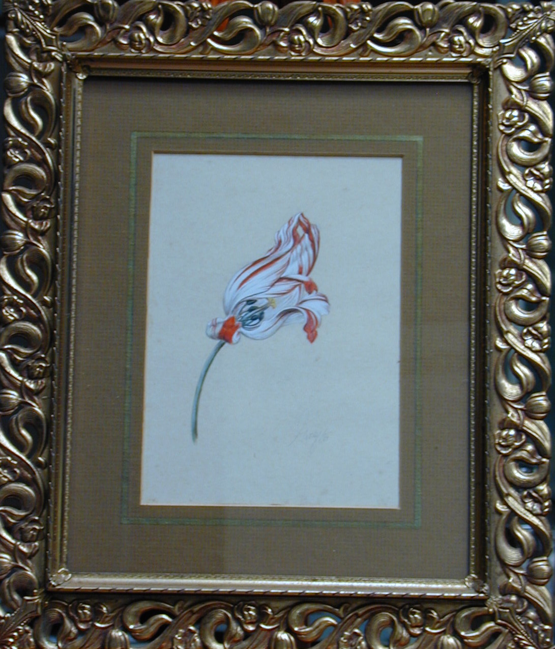 Tulip